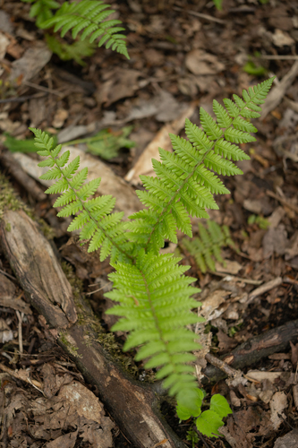 Dryopteris crassirhizoma, photograph 4