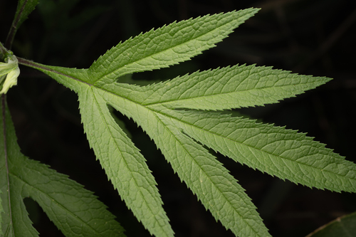 Jacobaea cannabifolia, photograph 6