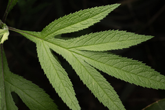 Jacobaea cannabifolia, photograph (c) Saryu Mae 前 朝琉, some rights reserved (CC BY)