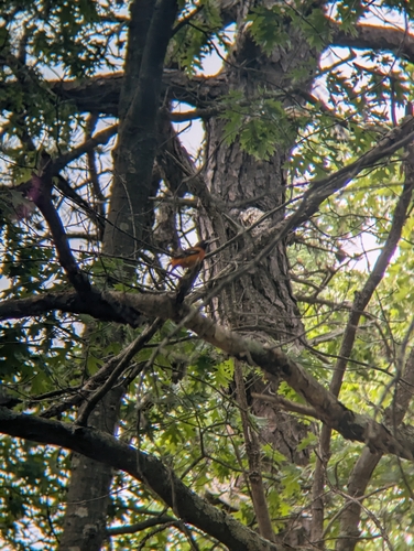 Baltimore Oriole