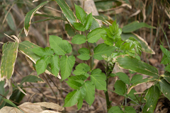 Aralia cordata, photograph (c) Saryu Mae 前 朝琉, some rights reserved (CC BY)