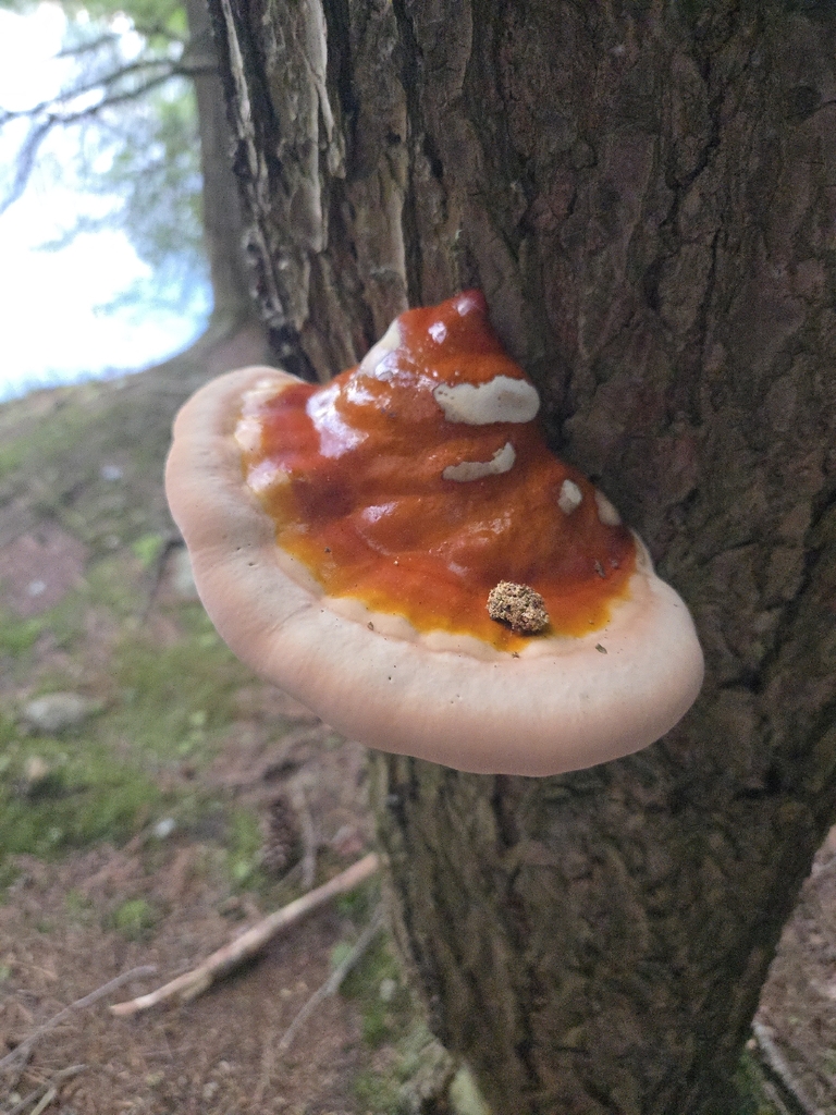 hemlock varnish shelf · May 2026 · photo: Photo: no rights reserved · iNaturalist
