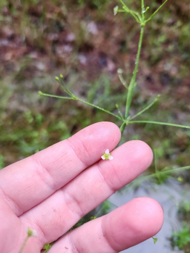 american water-plantain