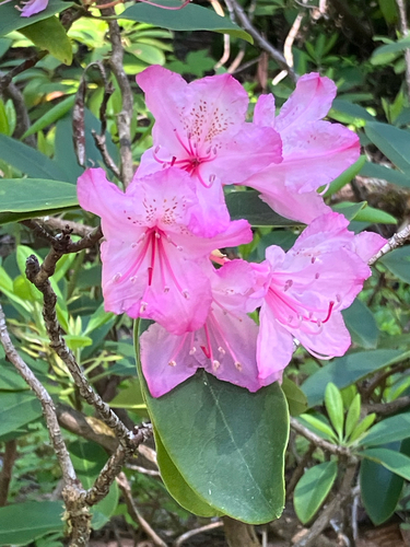 Pacific rhododendron