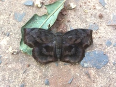 Achlyodes busirus