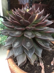 Echeveria