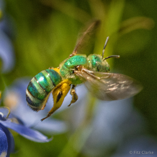 Brown-winged Striped Sweat Bee
