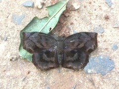 Achlyodes busirus