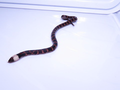 Atractus
