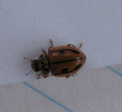Mulsantina hudsonica