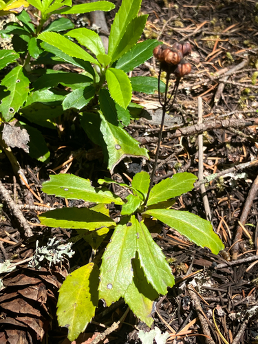 pipsissewa