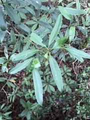 Rhaphiolepis lanceolata