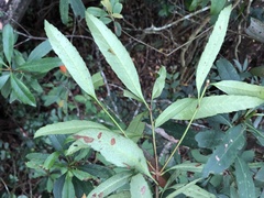 Rhaphiolepis lanceolata