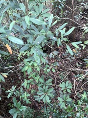 Rhaphiolepis lanceolata