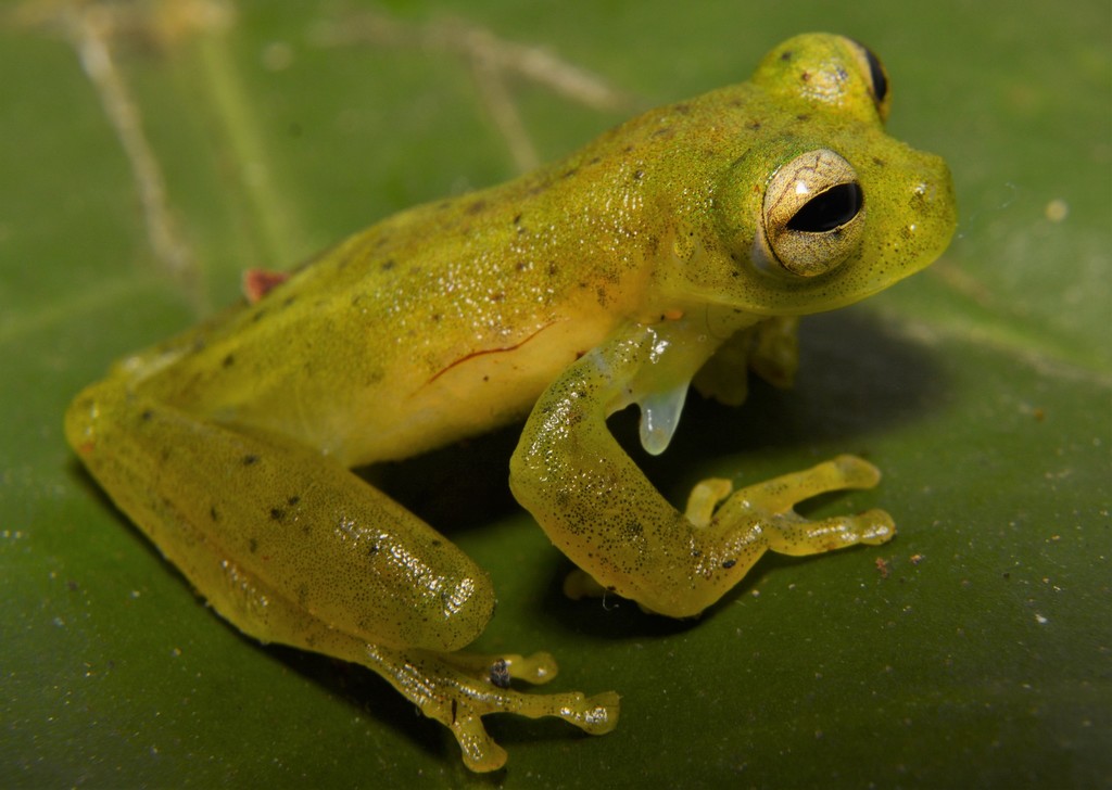 Emerald Glass Frog from Bella Rica, Camilo Ponce Enriquez, Ecuador on ...