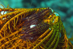 Synalpheus stimpsonii