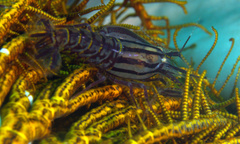 Synalpheus stimpsonii