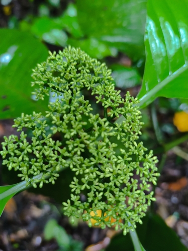 Psychotria limonensis, 2026-05-28