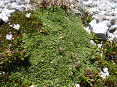 Pterygopappus lawrencei