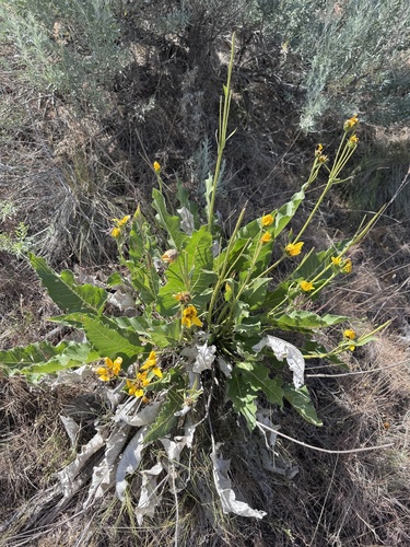 Balsamorhiza careyana, 2026-05-28