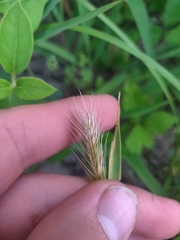 Hordeum pusillum, photograph author not stated, no rights reserved