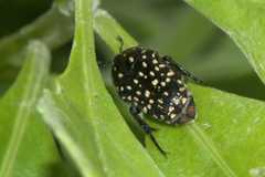 Oxythyrea marginalis