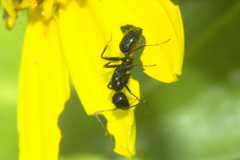 Camponotus werthi