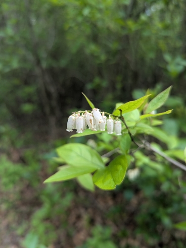 fetterbush