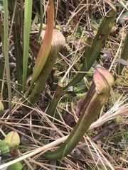 Sarracenia rubra