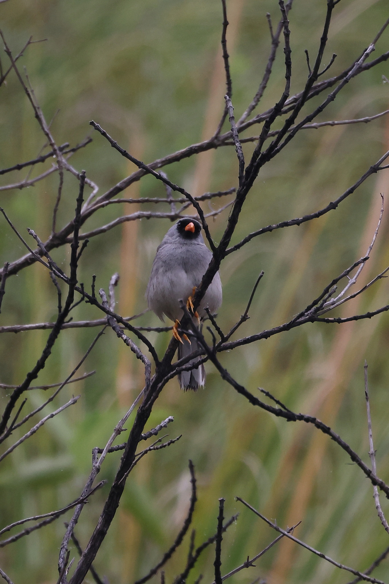 Grey-winged Inca Finch (Incaspiza ortizi), photo 5