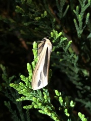 Creatonotos fasciatus