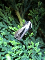 Creatonotos fasciatus