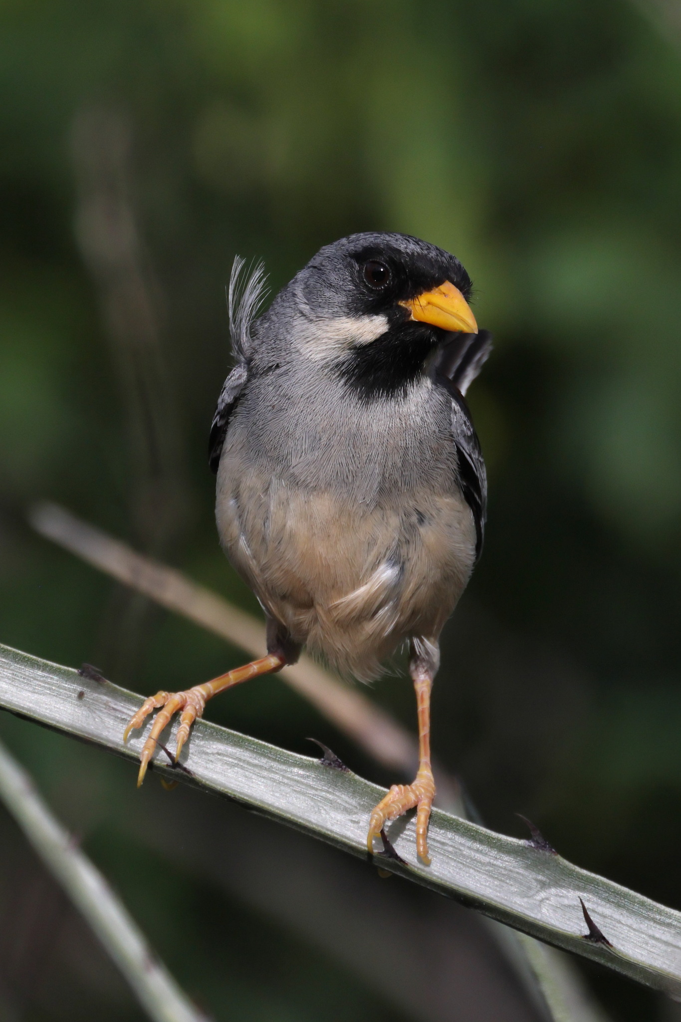 Buff-bridled Inca Finch (Incaspiza laeta), photo 3
