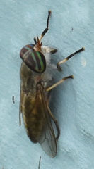 Tabanus subsimilis
