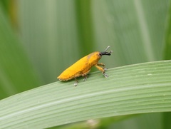 Gasteroclisus