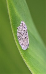 Flatoidinus punctatus
