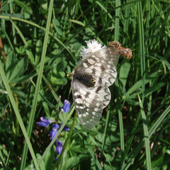 Parnassius clodius