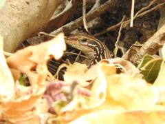 Aspidoscelis costatus