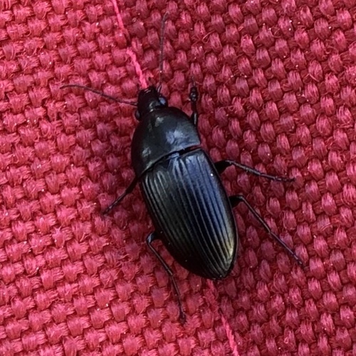 Short Harp Ground Beetle