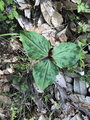 Trillium kurabayashii