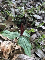 Trillium kurabayashii