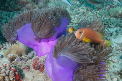 Amphiprion nigripes