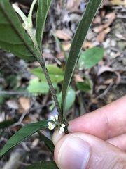 Callicarpa brevipes