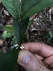 Callicarpa brevipes