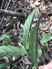 Callicarpa brevipes