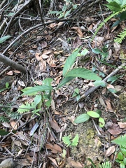 Callicarpa brevipes
