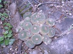 Mammillaria polyedra