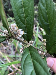Callicarpa brevipes