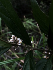 Callicarpa brevipes