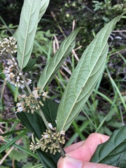 Callicarpa brevipes